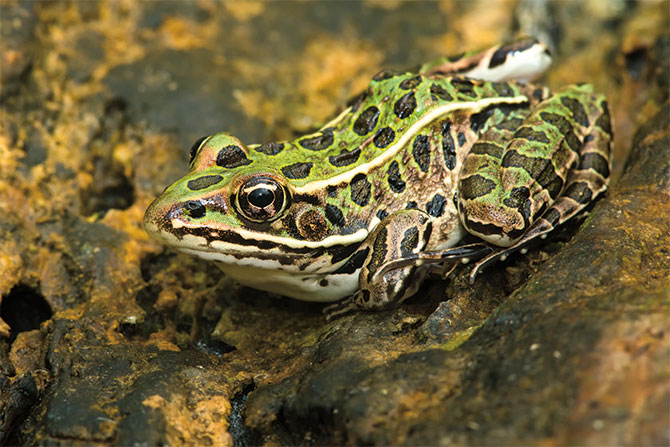 Terrifying Tactics: The Startling Squeals of Certain Frogs to Deter Predators