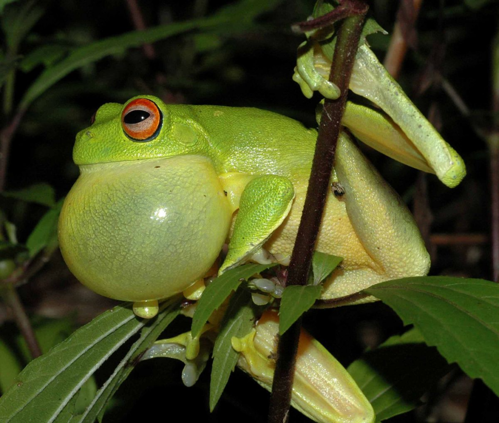 Expanding Their Presence: How Frogs Utilize Vocal Sacs to Appear Larger