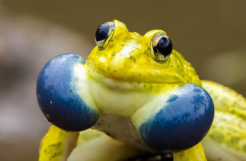 Nature's Defense Mechanism: How Anurans (Frogs and Toads) Utilize Urination to Repel Predators