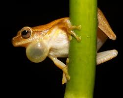Nature's Armor: How Bright Colors Function as a Defense Mechanism for Frogs