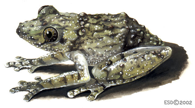 Leap to Safety: How Frogs Evade Their Predators