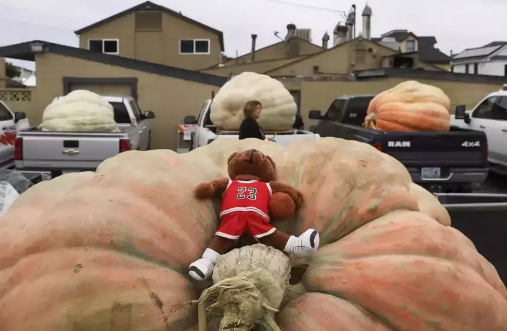 Unbelievable photo shows giant pumpkin that set a new World Record