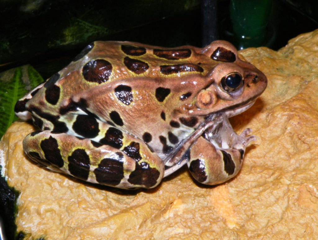 Deceptive Tactics: How Frogs Utilize Mimicry to Deter Predators