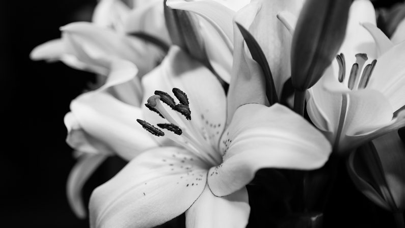 feature Obituaries lilies
